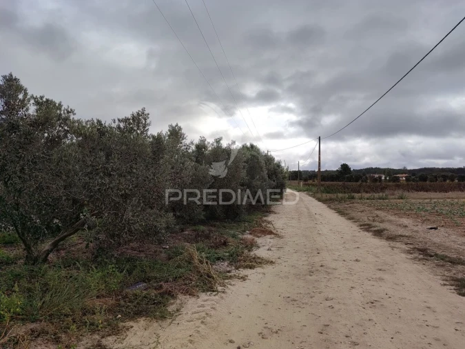 Terreno para Venda em Alpiarça Foto 5