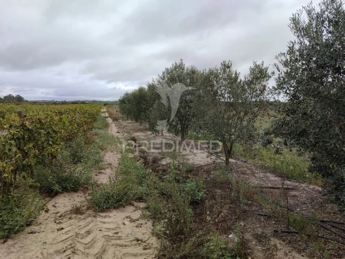 Terreno para Venda em Alpiarça Foto 3