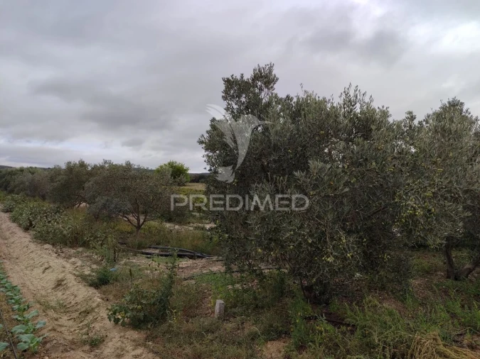 Terreno para Venda em Alpiarça Foto 2