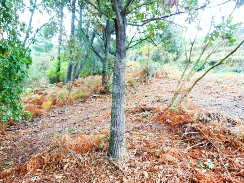 Terreno para Venda em Torgueda Foto 38