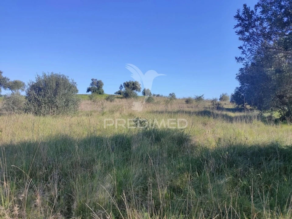 Terreno para Venda em Monsanto Foto 5