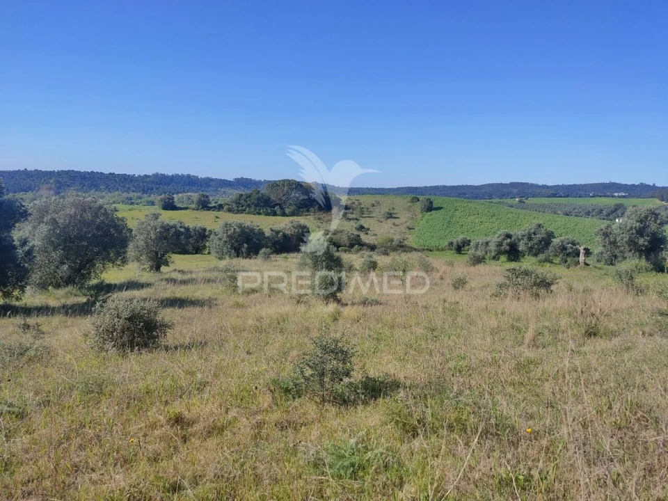 Terreno para Venda em Monsanto Foto 3