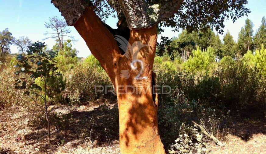 Quinta T3 para Venda em São Salvador e Santa Maria Foto 14