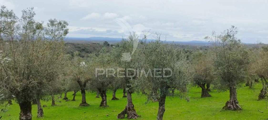 Terreno para Venda em Santa Maria da Devesa Foto 5