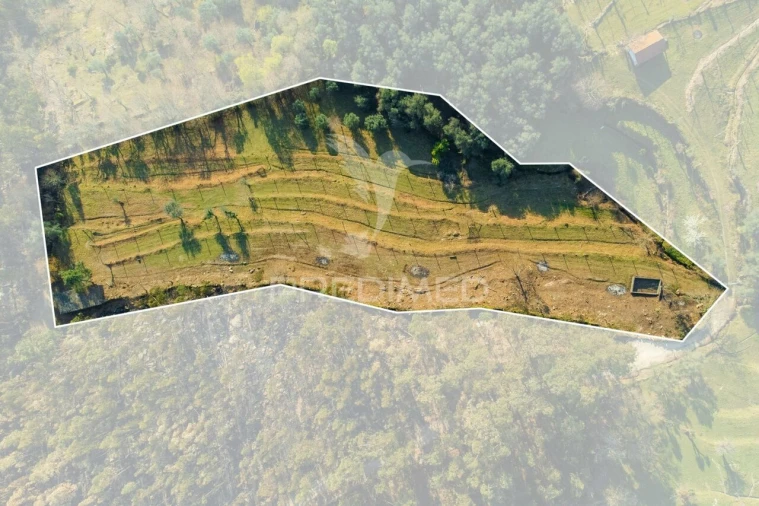 Terreno para Venda em Valdosende Foto 3