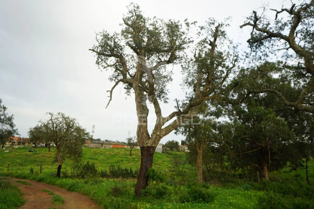 Terreno para Venda em São Francisco da Serra Foto 13