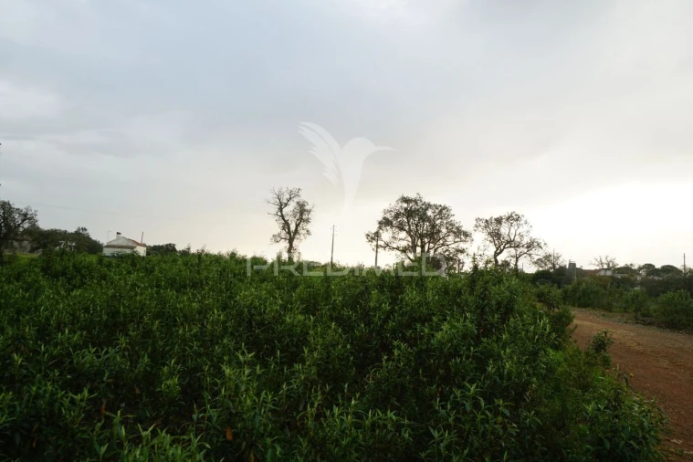 Terreno para Venda em São Francisco da Serra Foto 12