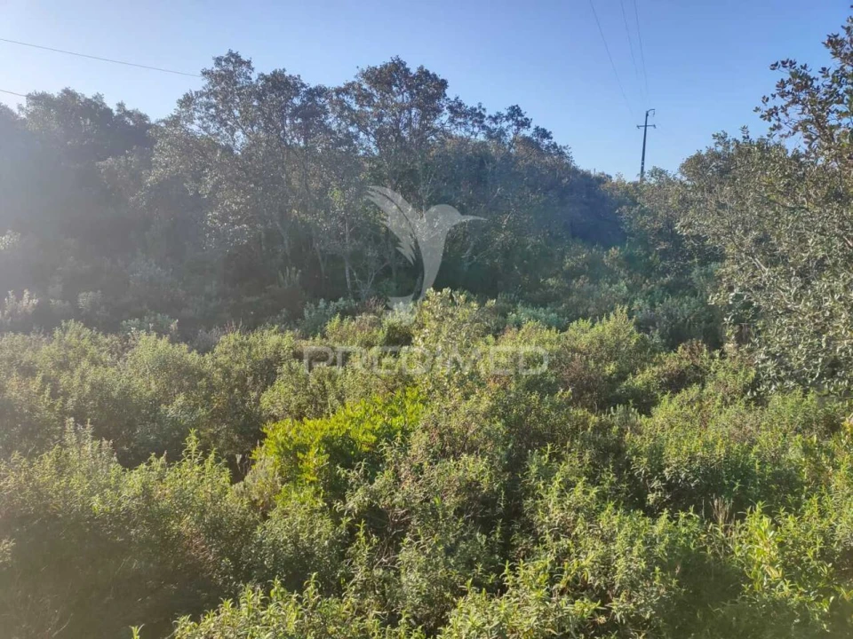 Terreno para Venda em Monsanto Foto 12