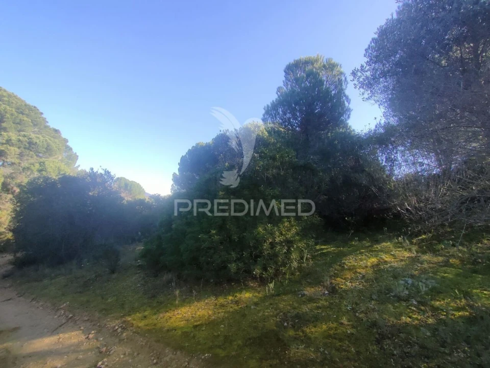 Terreno para Venda em Monsanto Foto 6