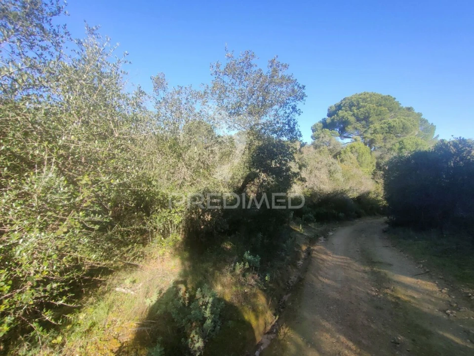 Terreno para Venda em Monsanto Foto 5