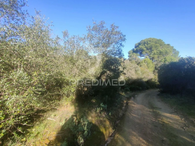 Terreno para Venda em Monsanto Foto 5