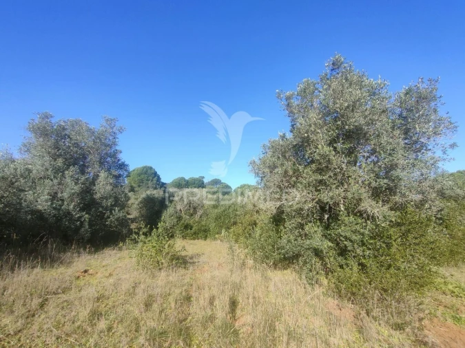 Terreno para Venda em Monsanto Foto 2