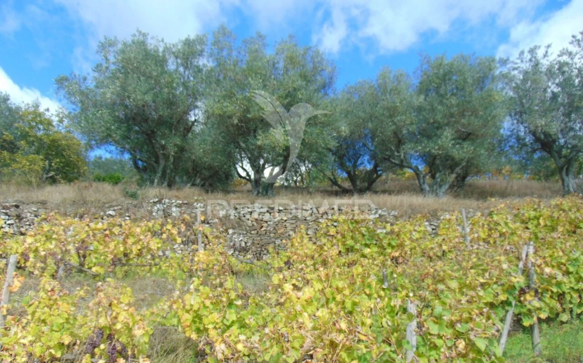 Quinta T0 para Venda em Abaças Foto 23