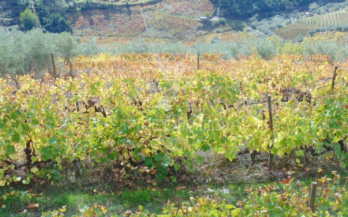 Quinta T0 para Venda em Abaças Foto 17