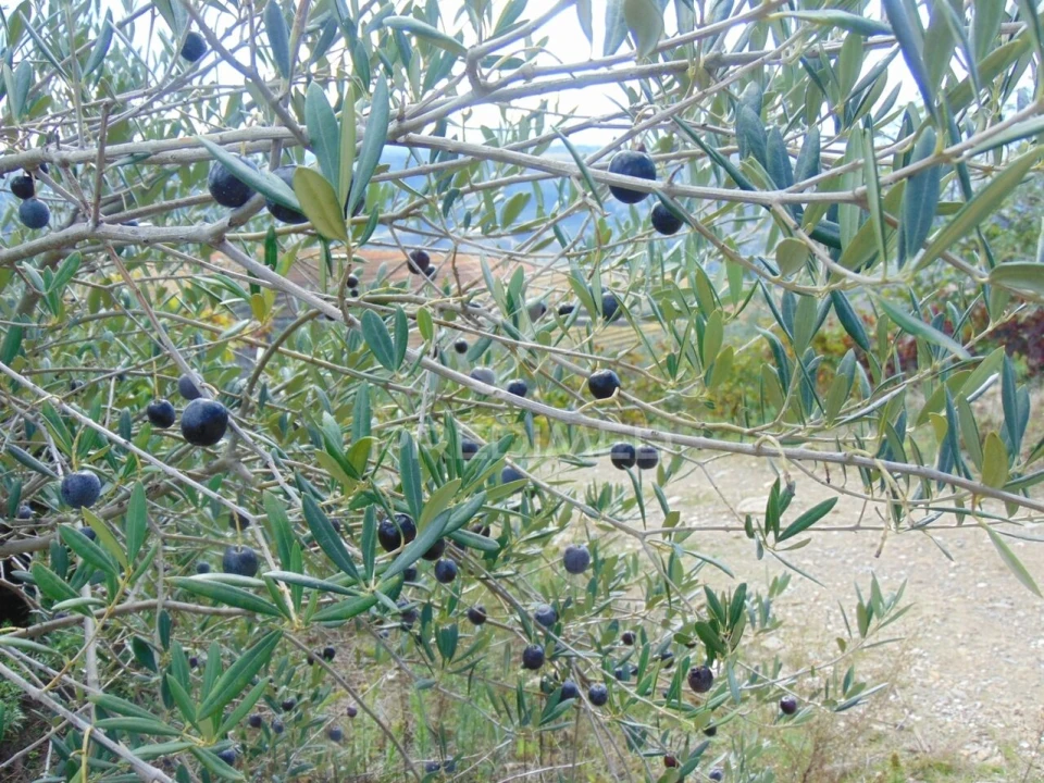 Quinta T0 para Venda em Abaças Foto 22