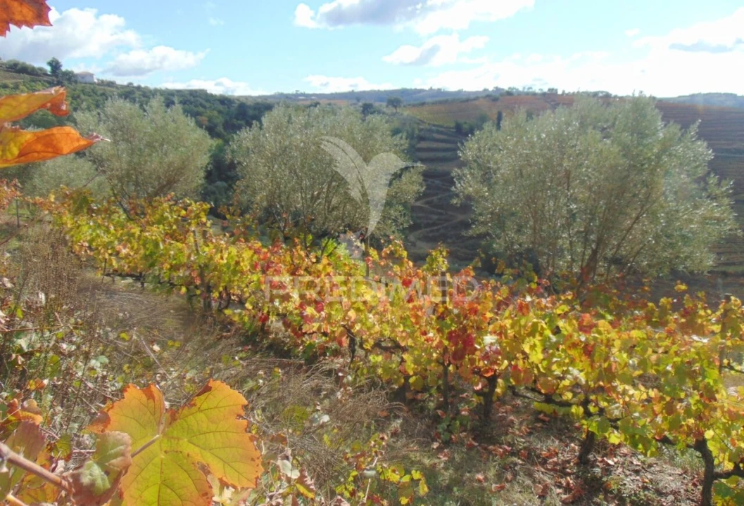 Quinta T0 para Venda em Abaças Foto 24