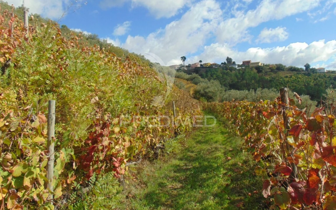 Quinta T0 para Venda em Abaças Foto 36