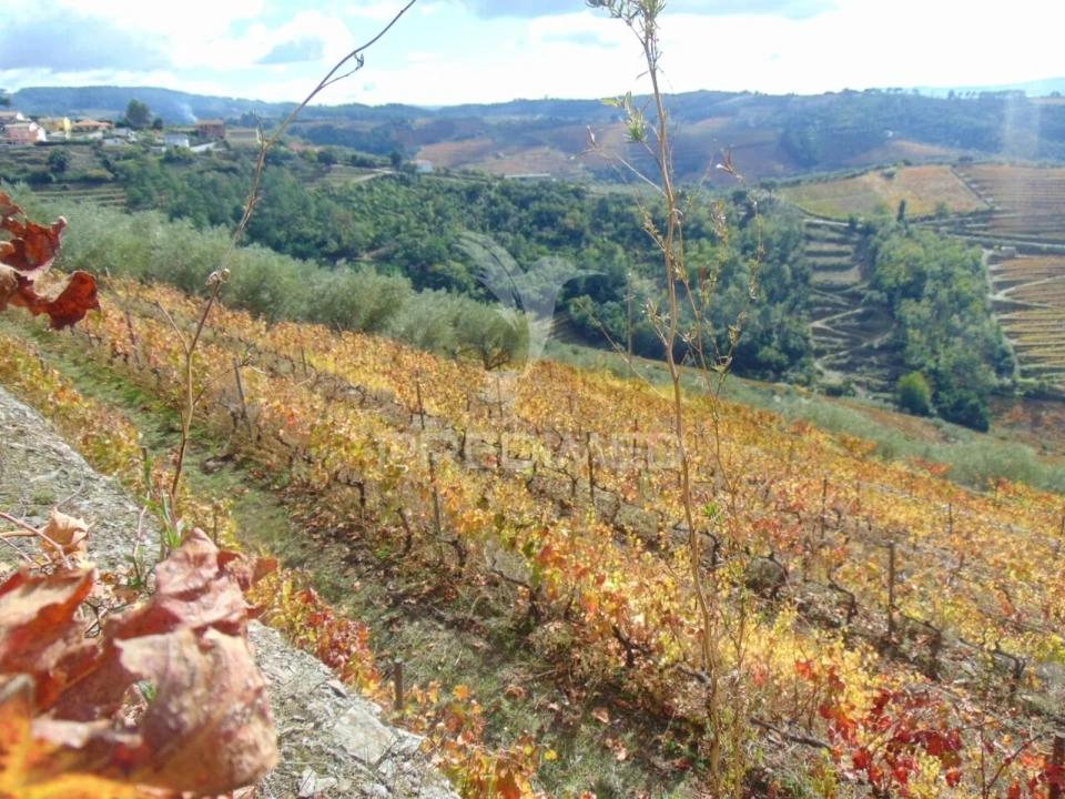 Quinta T0 para Venda em Abaças Foto 31
