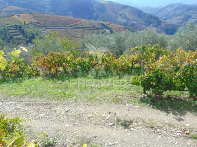 Quinta T0 para Venda em Abaças Foto 15