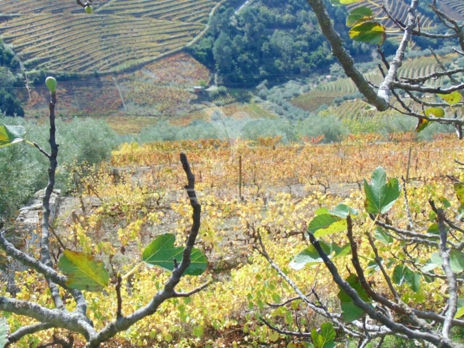 Quinta T0 para Venda em Abaças Foto 16
