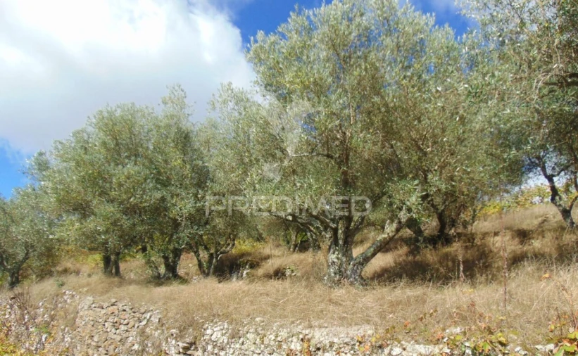 Quinta T0 para Venda em Abaças Foto 21