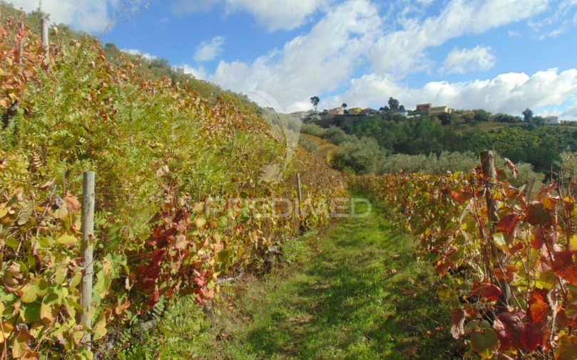 Quinta T0 para Venda em Abaças Foto 36