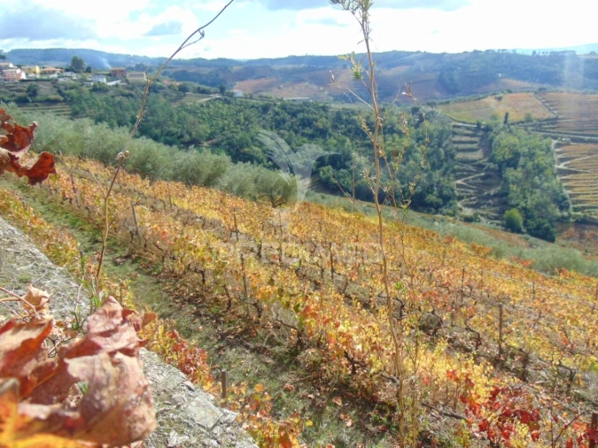 Quinta T0 para Venda em Abaças Foto 31