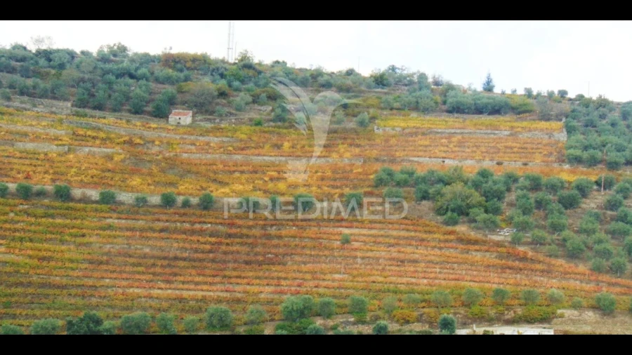 Quinta T0 para Venda em Abaças