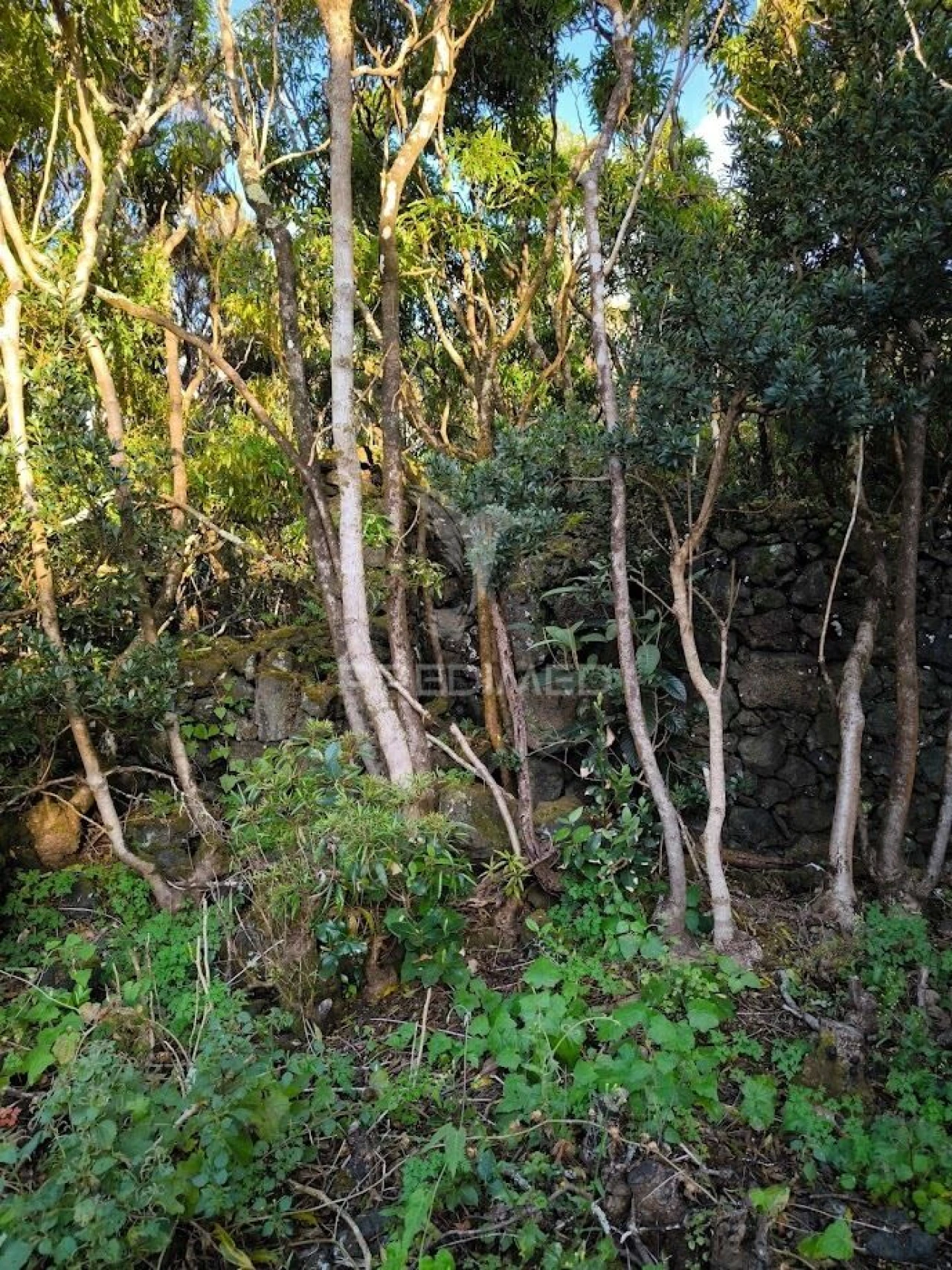 Terreno para Venda em Criação Velha Foto 6