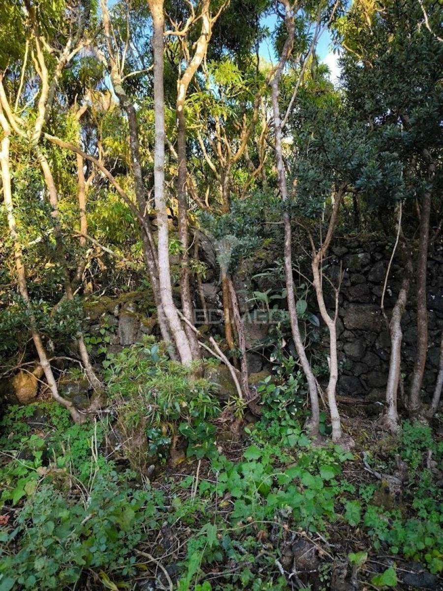 Terreno para Venda em Criação Velha Foto 6