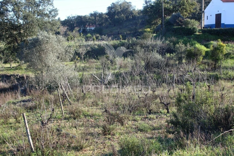 Terreno para Venda em São Bartolomeu de Messines Foto 6