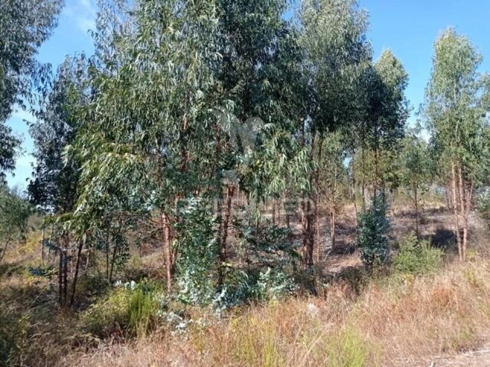 Terreno para Venda em Margem Foto 1