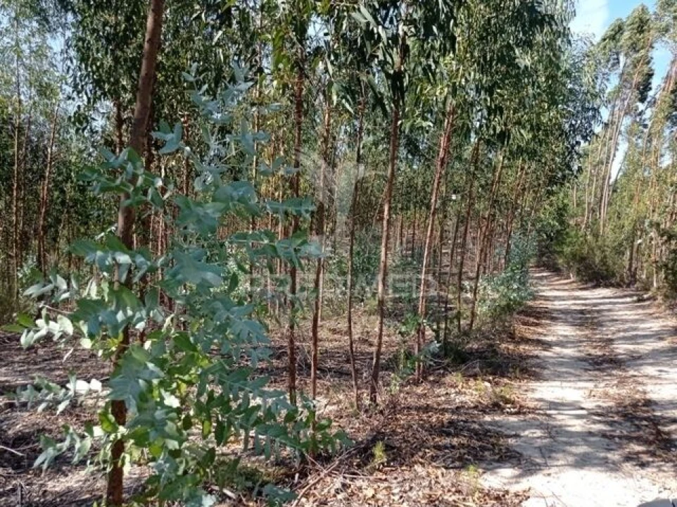 Terreno para Venda em Margem Foto 7