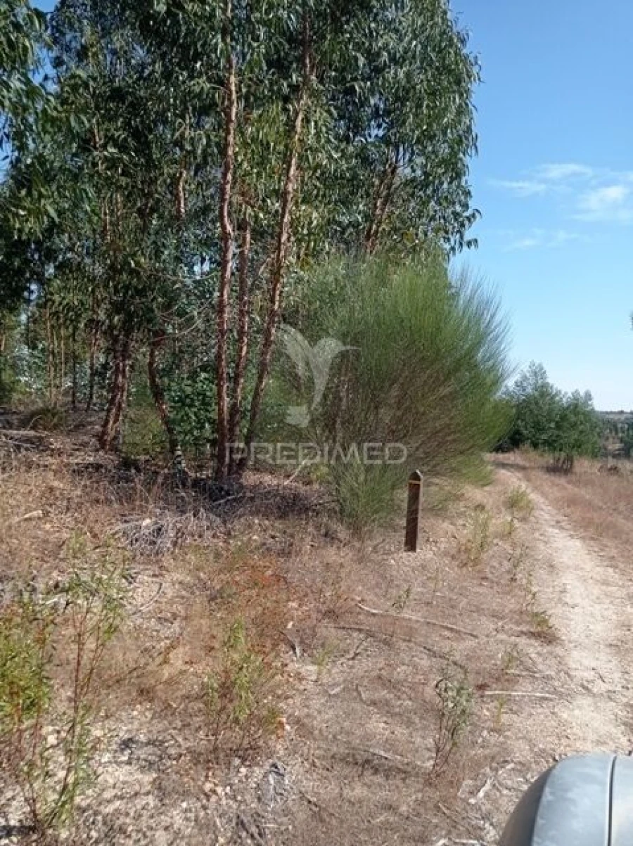 Terreno para Venda em Margem Foto 10