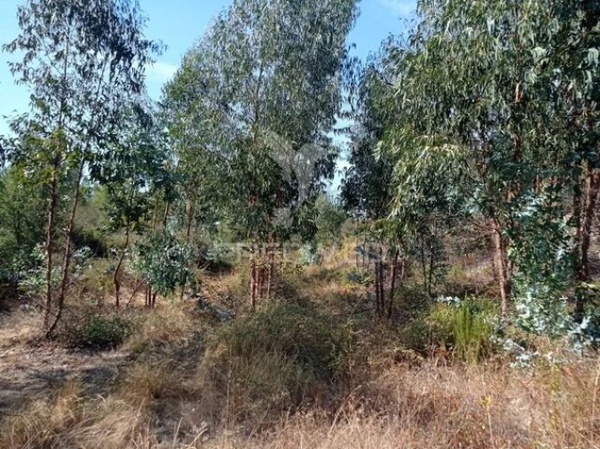Terreno para Venda em Margem Foto 2