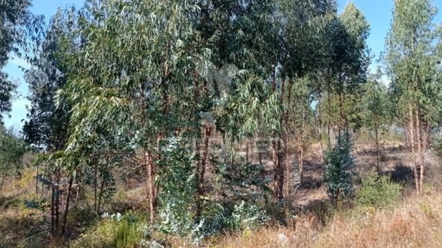 Terreno para Venda em Margem
