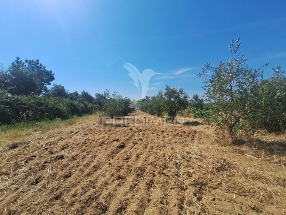 Terreno para Venda em Praia do Ribatejo Foto 23