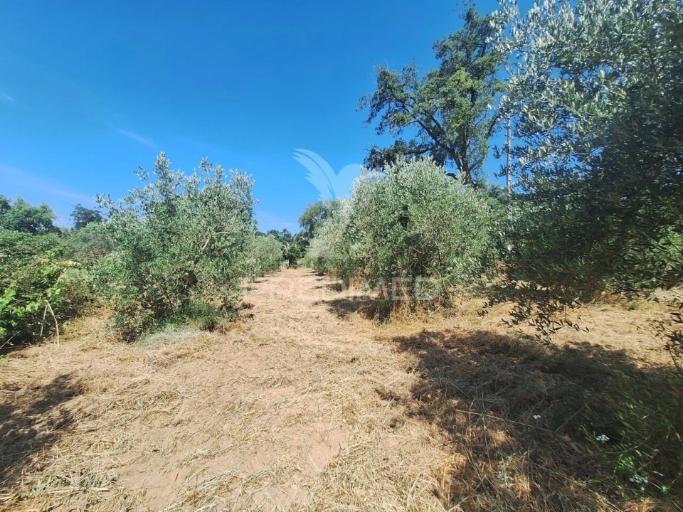 Terreno para Venda em Praia do Ribatejo Foto 21