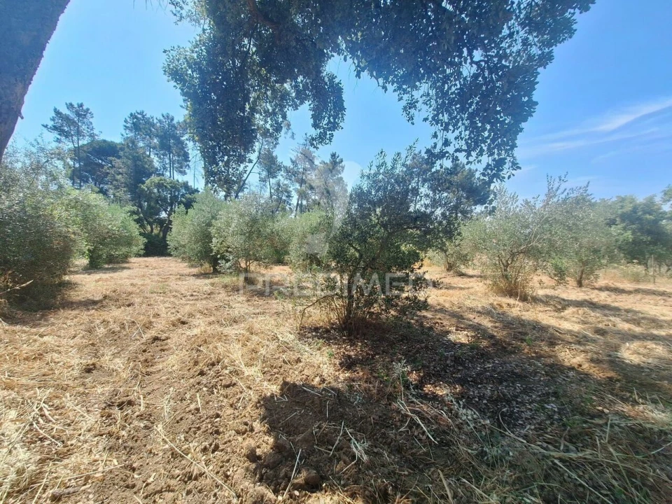 Terreno para Venda em Praia do Ribatejo Foto 19