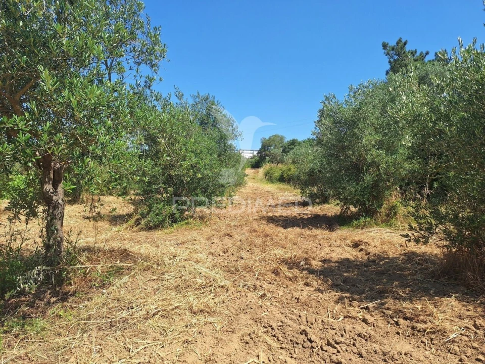 Terreno para Venda em Praia do Ribatejo Foto 24