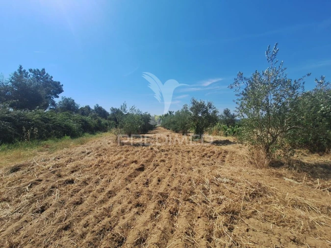 Terreno para Venda em Praia do Ribatejo Foto 23
