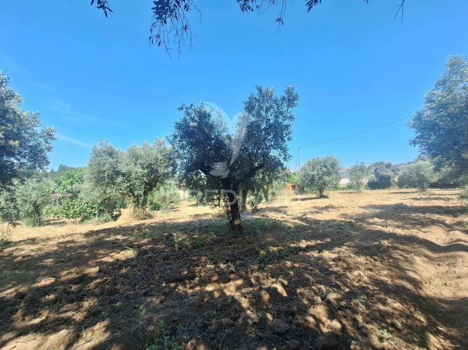 Terreno para Venda em Praia do Ribatejo Foto 4