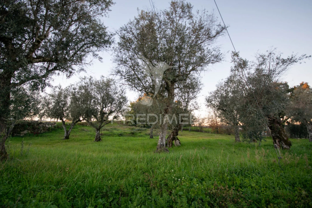 Terreno para Venda em Ratoeira Foto 5