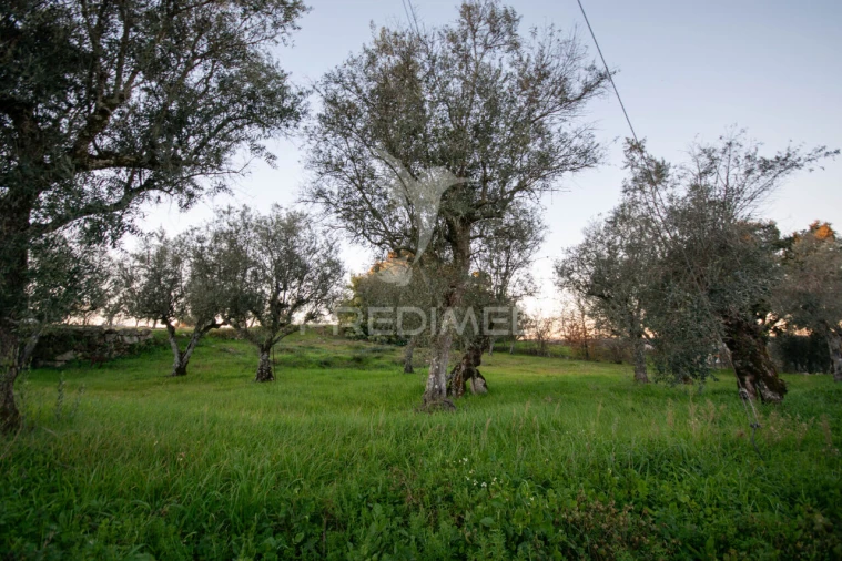 Terreno para Venda em Ratoeira Foto 5
