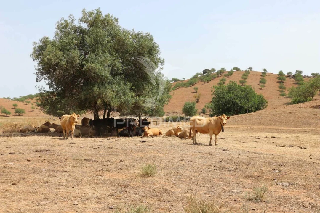 Terreno para Venda em Castro Marim Foto 18