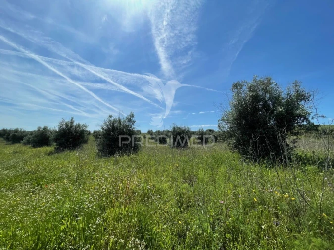 Terreno para Venda em Avis Foto 6