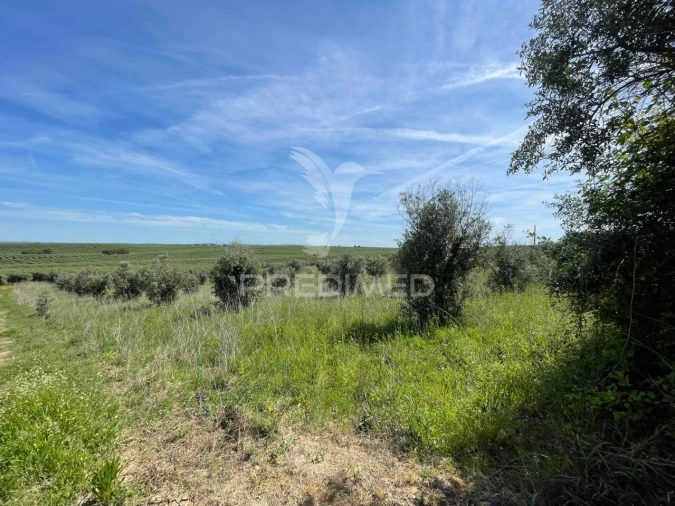 Terreno para Venda em Avis