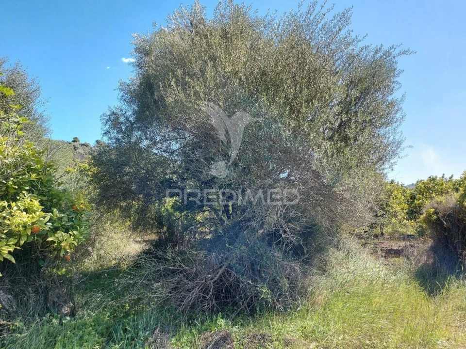 Terreno para Venda em Silves Foto 14
