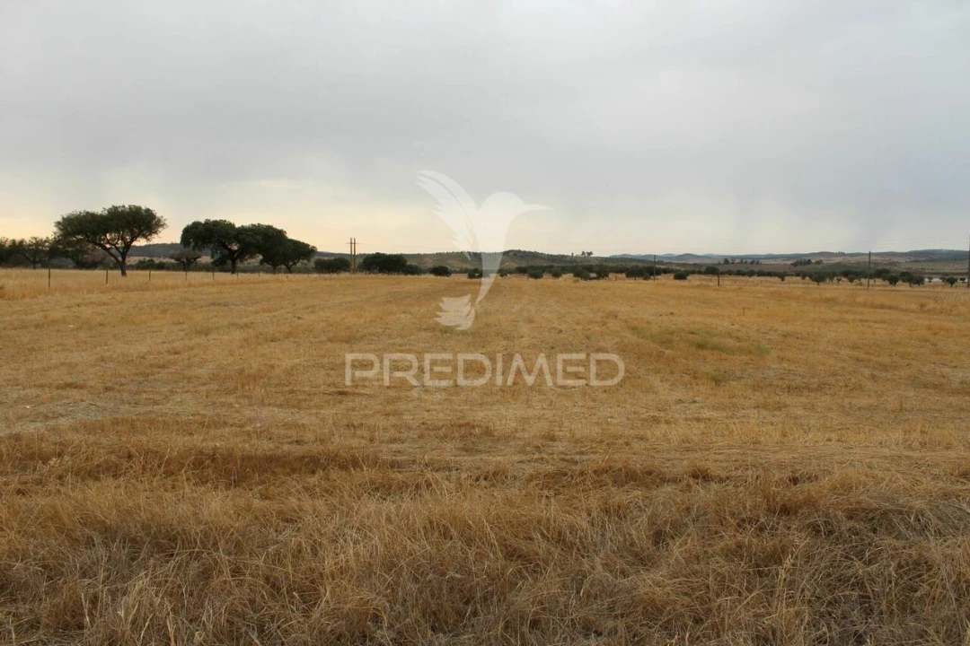 Terreno para Venda em Terena (São Pedro) Foto 15