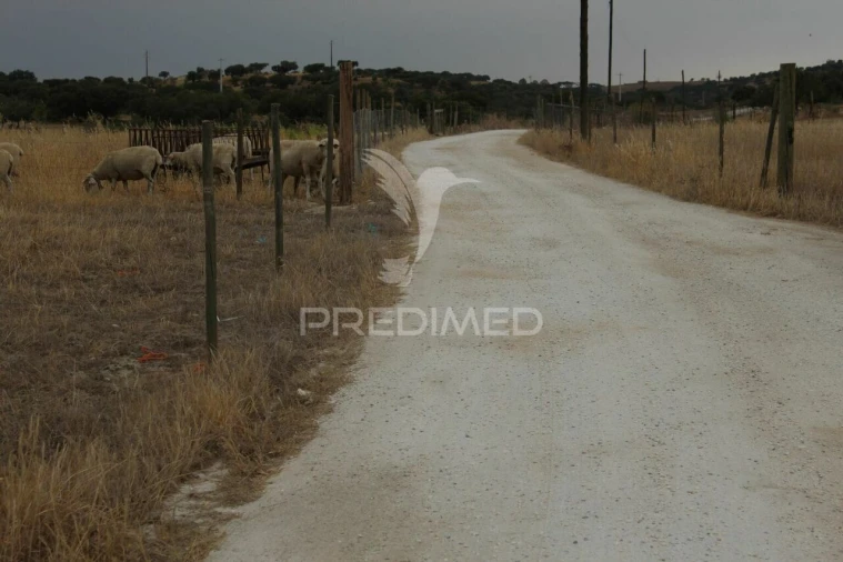 Terreno para Venda em Terena (São Pedro) Foto 12